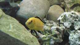 aquarium-von-andreas-hanfstaengl-becken-3668_Steinmix mit yellow