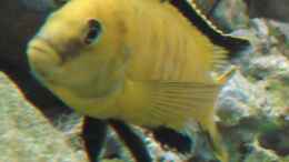 aquarium-von-andreas-hanfstaengl-becken-3668_yellow Bock