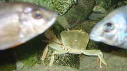 Foto mit Krabbe zu Besuch bei den Fischen