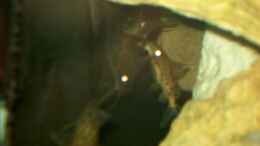 Foto mit Synodontis njassae Gruppe