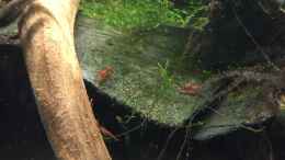 aquarium-von-danny-truebstadt_Neocaridina heteropoda var. Red