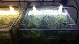 aquarium-von-danny-kampffischstation_LED-Beleuchtung