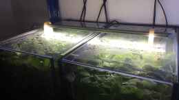 aquarium-von-danny-kampffischstation_LED-Beleuchtung