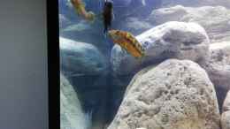 aquarium-von-tom-malawibecken-1120-liter_Melanochromis baliodigma m und 2x w