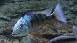 aquarium-von-tom-malawibecken-1120-liter_Fossorochromis rostratus m