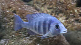aquarium-von-tom-malawibecken-1120-liter_Placidochromis phenochilus w