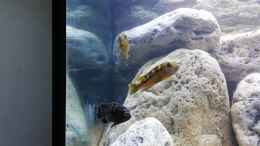 aquarium-von-tom-malawibecken-1120-liter_Melanochromis baliodigma maulbrütendes Weibchen