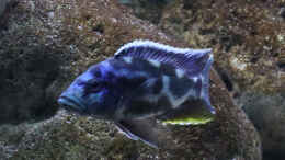 aquarium-von-tom-malawibecken-1120-liter_Nimbochromis livingstonii m