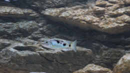 aquarium-von-tom-malawibecken-1120-liter_Stigmatochromis melanchros Jungfisch