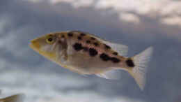 aquarium-von-tom-malawibecken-1120-liter_Fossorochromis rostratus