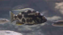 aquarium-von-tom-malawibecken-1120-liter_Nimbochromis livingstoni halbwüchsiges Männchen