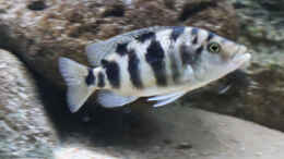 aquarium-von-tom-malawibecken-1120-liter_Placidochromis milomo