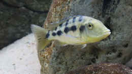 aquarium-von-tom-malawibecken-1120-liter_Fossorochromis rostratus w