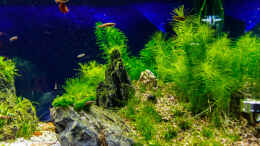 aquarium-von-tommyr-tommys039--scape_Rechte Seite