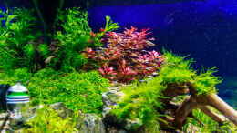 aquarium-von-tommyr-tommys039--scape_Linke Seite