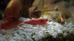 aquarium-von-tommyr-tommys039--scape_Red Sakura Garnele