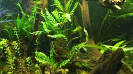 aquarium-von-harald-kaestner-asienbecken-badis-ruber_Ich mag diese Pflanze einfach!