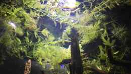 Aquarium einrichten mit Ceratophyllum demersum