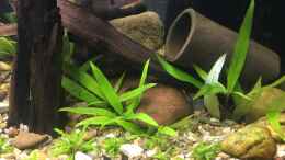 Aquarium einrichten mit Pogostemon helferi und Hygrophila siamensis