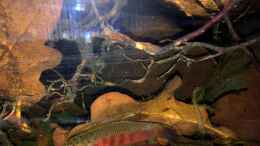 aquarium-von-jaenu00-betta-rubra-aceh_Männchen während dem Maulbrüten