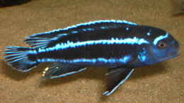 Foto mit Melanochromis  Vermivorus