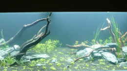 aquarium-von-niederbayer-andee-shallow-river_Hier mit den letzten Pflanzen