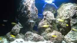 aquarium-von-eskimo-malawi-lava_Fische, alles Jungtiere, neu eingezogen und erkunden das Bec