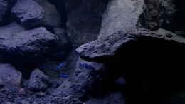 aquarium-von-gernot-malawi-geroellzone_Bereich bodennähe rechte Beckenseite