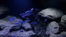 aquarium-von-gernot-malawi-geroellzone_Pseudotropheus cyaneorhabdos