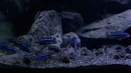 aquarium-von-gernot-malawi-geroellzone_Pseudotropheus cyaneorhabdos mit Pseudotropheus sp. polit We