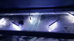 aquarium-von-gernot-malawi-geroellzone_Anordnung LED Balken