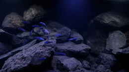 aquarium-von-gernot-malawi-geroellzone_Pseudotropheus cyaneorhabdos mit Pseudotropheus sp. polit Bo