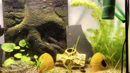 Foto mit Meine jungen Pelvicachromis sacrimontis RED tummeln sich im Becken...