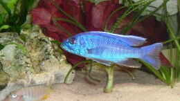 aquarium-von-phyvf-becken-3714_Sciaenochromis fryeri