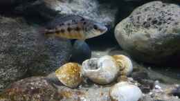 aquarium-von-florian-bandhauer-malawi-guru-becken-3-0_Protomelas taeniolatus namalenjie - Weibchen