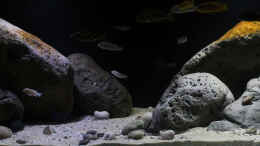 aquarium-von-florian-bandhauer-malawi-guru-becken-3-0_Die Mitte des Beckens, die Sandzone verläuft mittig und nac