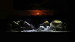 aquarium-von-florian-bandhauer-malawi-guru-becken-3-0_Ansicht des Beckens