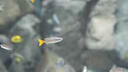 Aquarium einrichten mit Cyprichromis leptosoma utinta