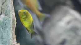 Aquarium einrichten mit Tropheus moori kiriza yellow