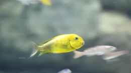 Foto mit Tropheus moori kiriza yellow