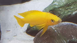 aquarium-von-tangafan-tanganjika-becken_Neolamprologus Longior Weibchen