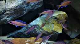 aquarium-von-pacho-tanganjika-felszone_Paracyprichromis nigripinnis blue neon