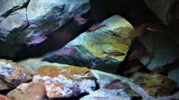 aquarium-von-pacho-tanganjika-felszone_Paracyprichromis nigripinnis blue neon