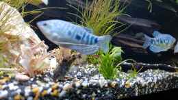 aquarium-von-manuelamike-fantasie-becken-37292_Blue Fish 