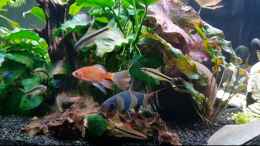 aquarium-von-manuelamike-buddhas-barben-becken-37299_Siamesische Rüssebarbe über der Prachtschmerle und der Pra