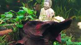 aquarium-von-manuelamike-buddhas-barben-becken-37299_Buddha Buddha (Sanskrit, m., बुद्ध, buddha, wört