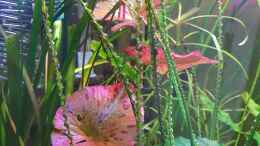 Aquarium einrichten mit Roter Tigerlotus.    Nymphaea lotus rot, auf Deutsch
