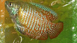 aquarium-von-fabian-springer-becken-3743_Zwergfadenfisch Männchen