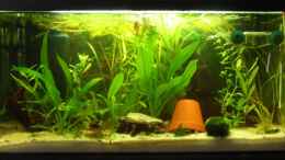 aquarium-von-fabian-springer-becken-3743_Becken mit neuen Pflanzen die mittlerweile aber gut gewachse
