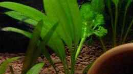 aquarium-von-claudio-zeitler-becken-3749_Kleine Amazonas Schwertpflanze